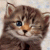 Avatar de tigerazzo