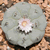 Avatar de Lophophora