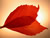 Avatar de hojaroja