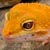 Avatar de terrariomania