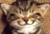 Avatar de Midai